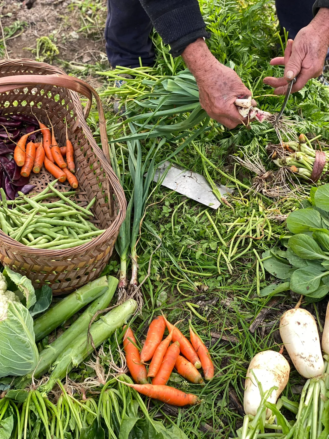 去田里买菜这件事太有情绪价值啦❤️☀️?