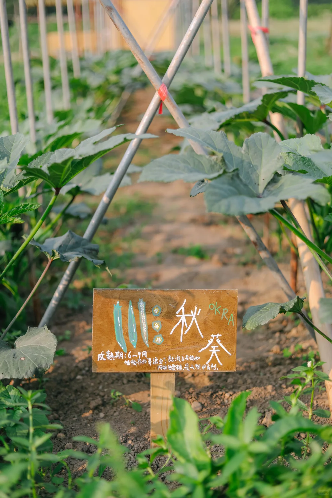 田野农|给地里的蔬菜做了名牌!