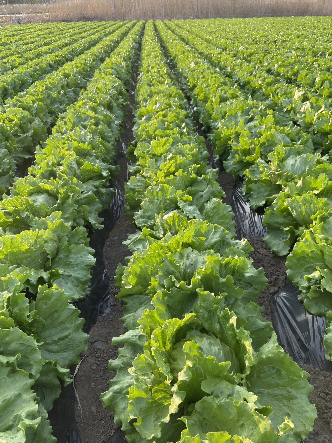 是谁的生菜都这么好看呀???