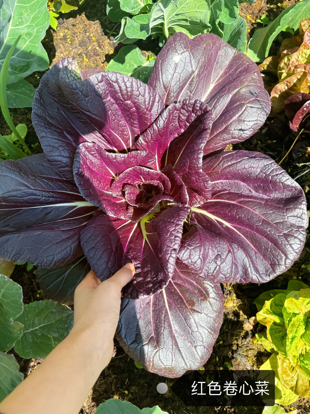 刷到什么学什么吧，教你认菜?