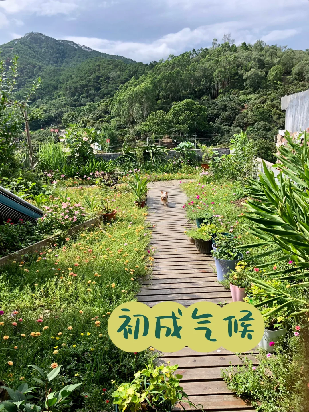 为了补漏防水隔热，我做了个楼顶花园