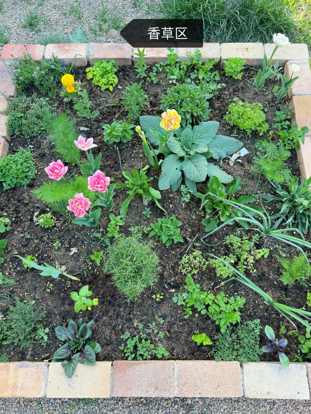 刷到什么学什么吧，教你认菜?