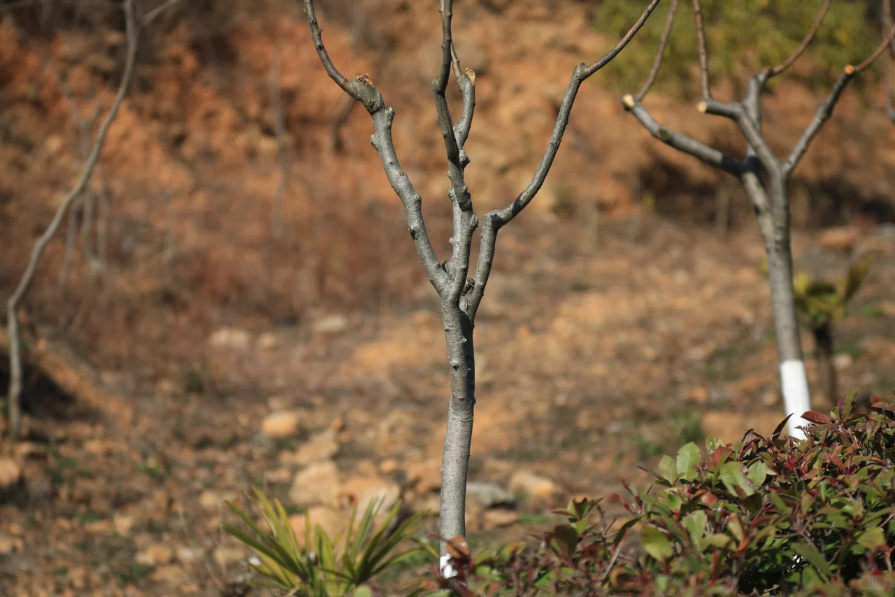 柯达EKTAR 100 3.5二代旁轴镜头,稀土玻璃