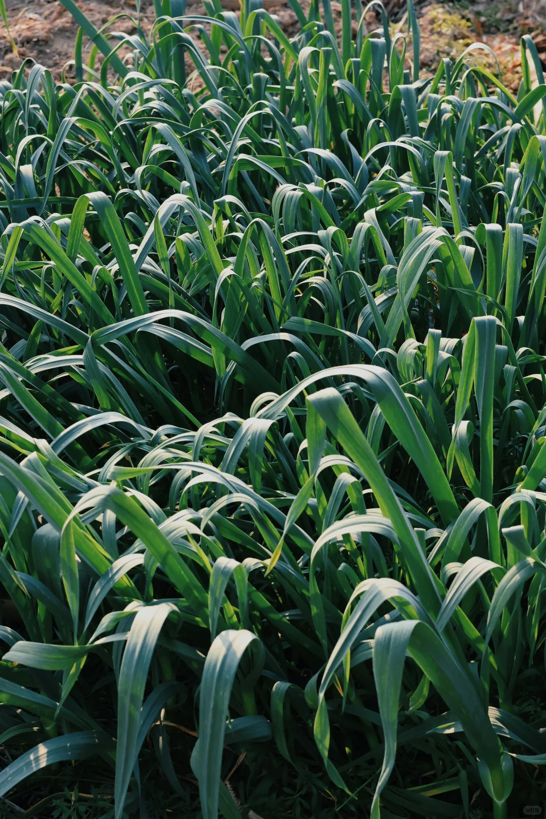 “15”「关于菜园治愈的文案」