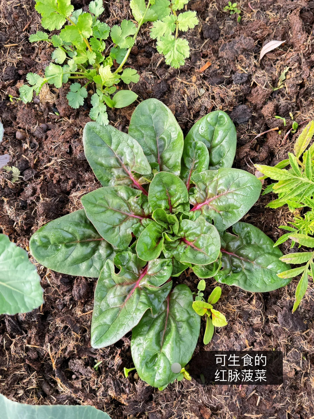 刷到什么学什么吧，教你认菜?