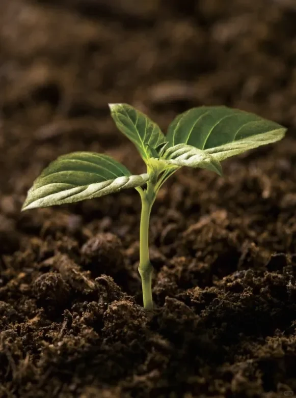 科学种田土壤改造