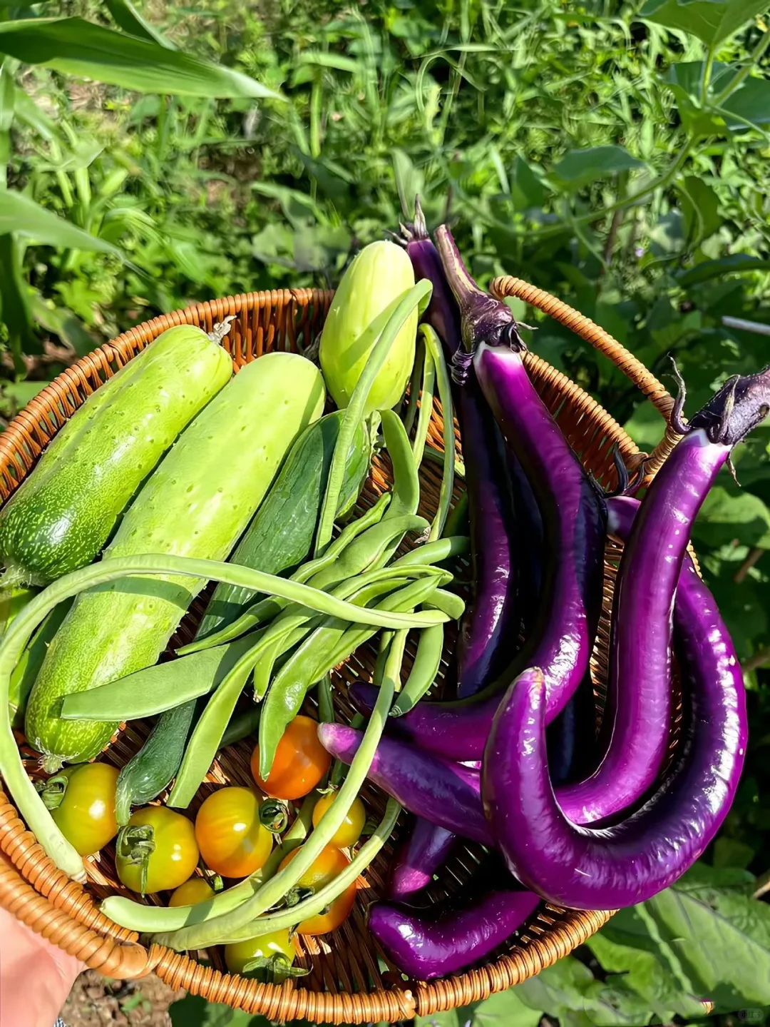 田园治愈系｜采摘是心情，收获是快乐