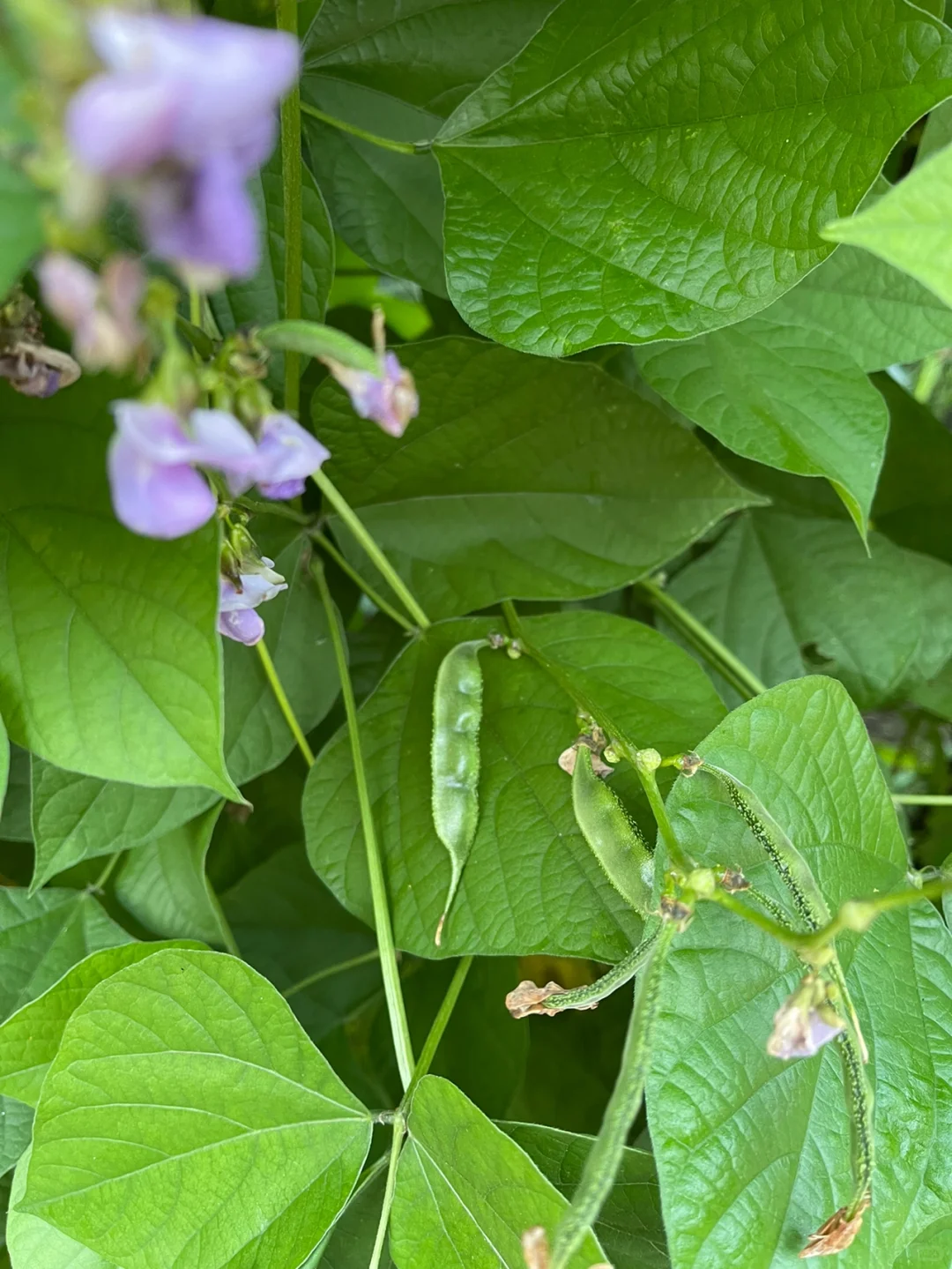 看图识蔬菜答案?