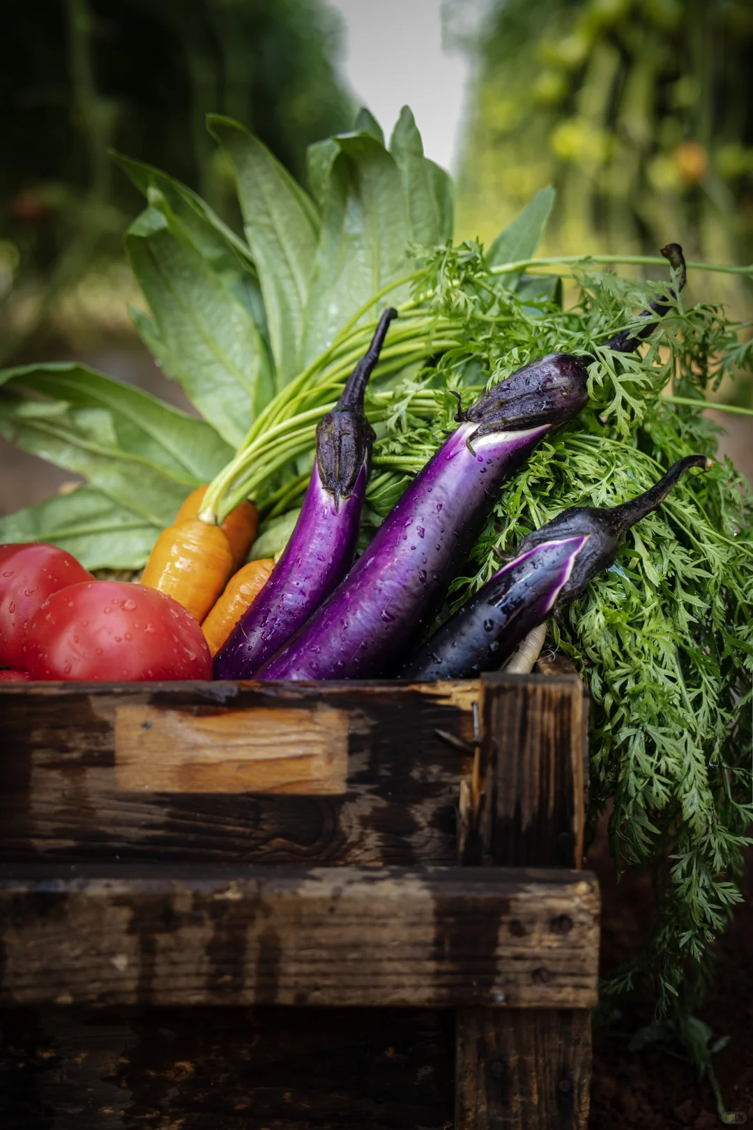 救命！原来随手拍的蔬菜能这么绝！！?