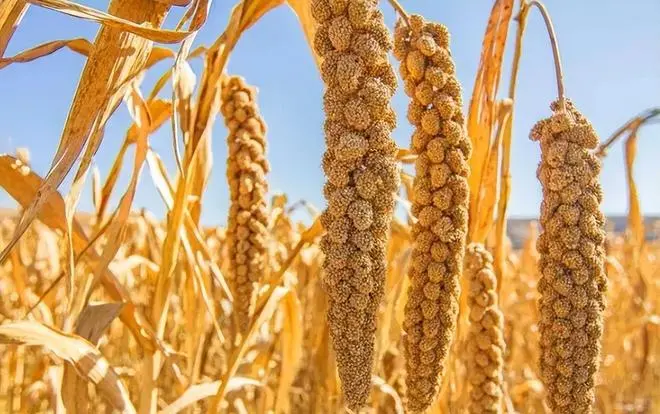 五谷不分的来认五谷