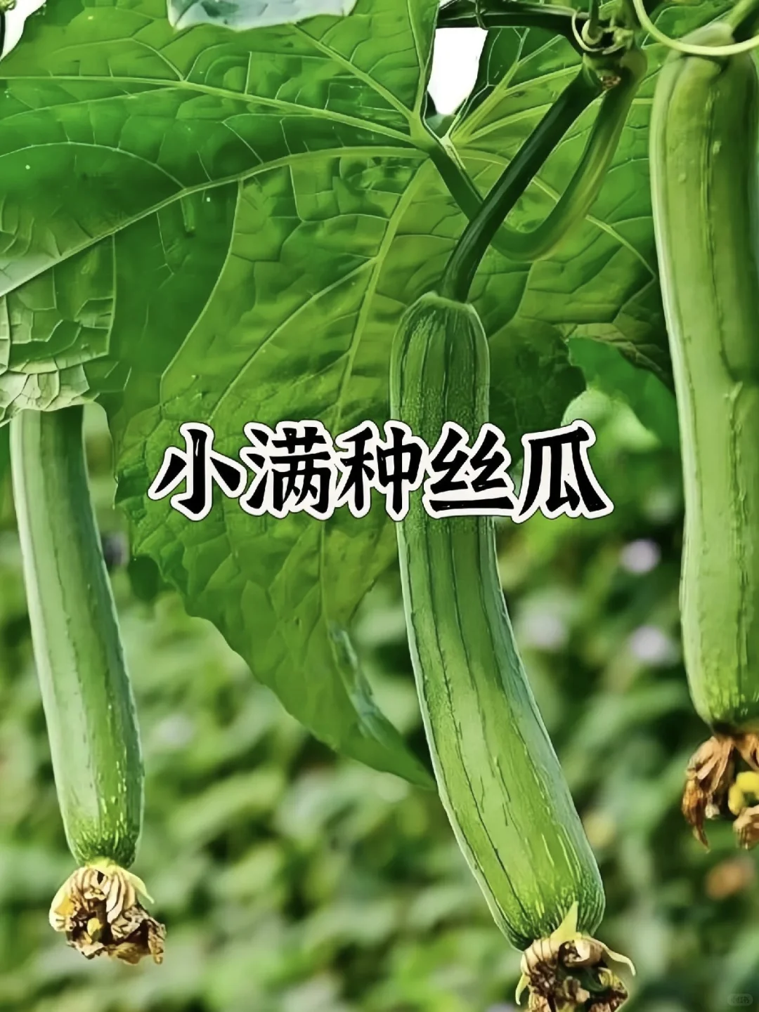 种菜时间表！