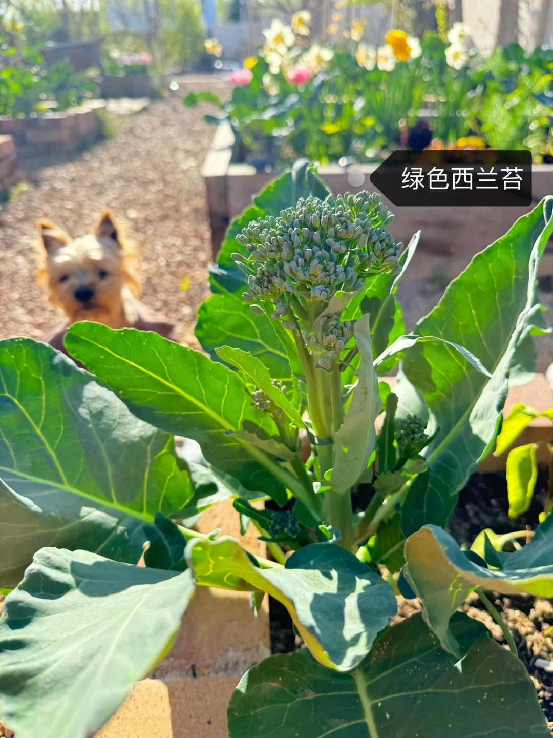 刷到什么学什么吧，教你认菜?