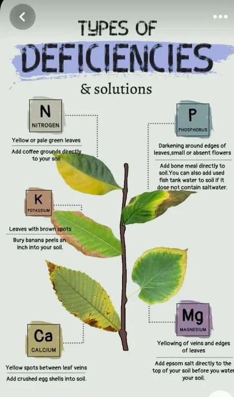 【紧急插播】栽种前必看~土壤改良秘籍