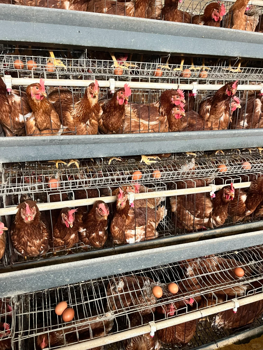 养殖产业助力乡村振兴发展