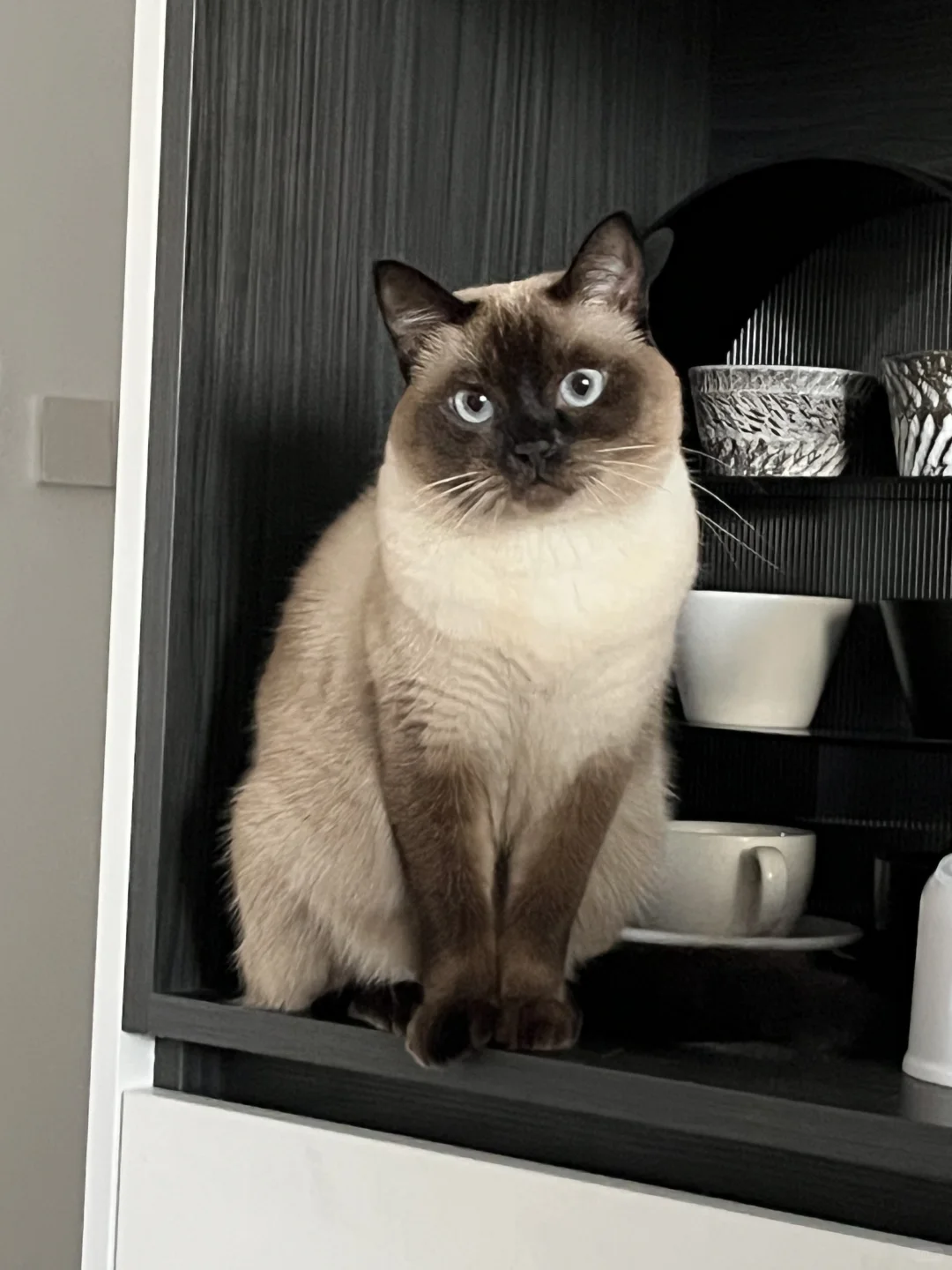 这烘焙猫粮的细糠我是品了又品