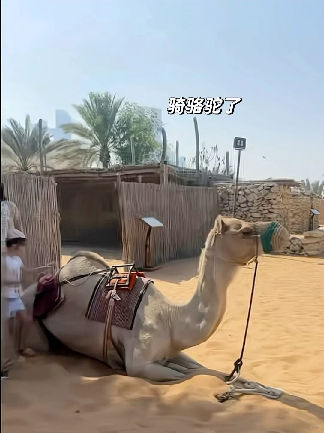 人生建议：一定要来阿布扎比来看卢浮宫！！！