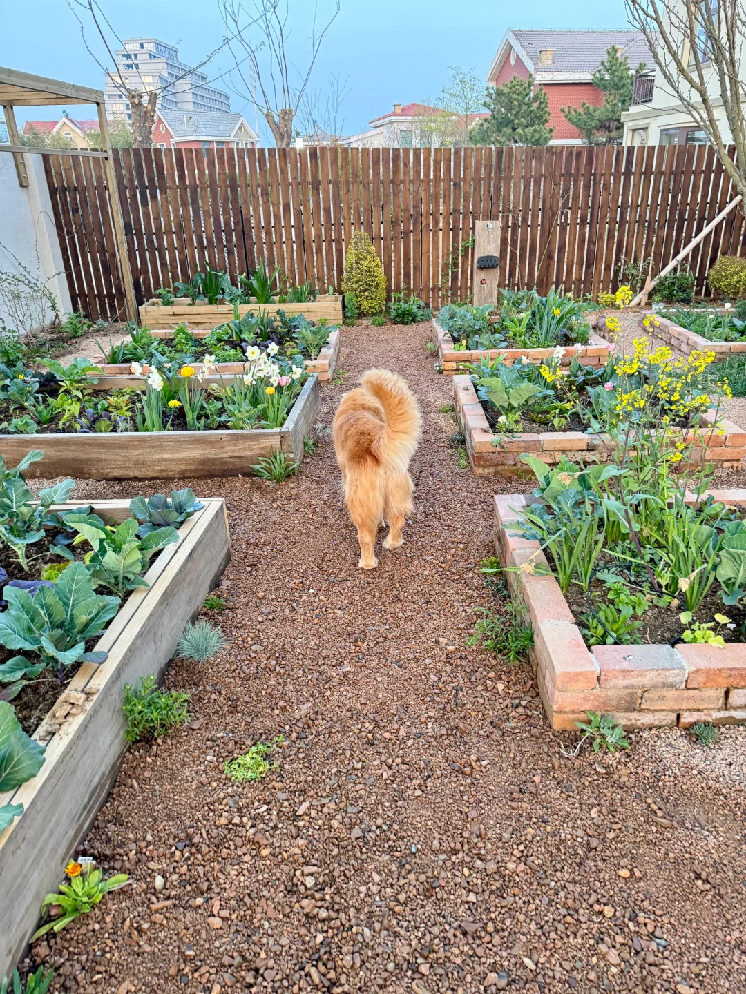 刷到什么学什么吧，教你认菜?