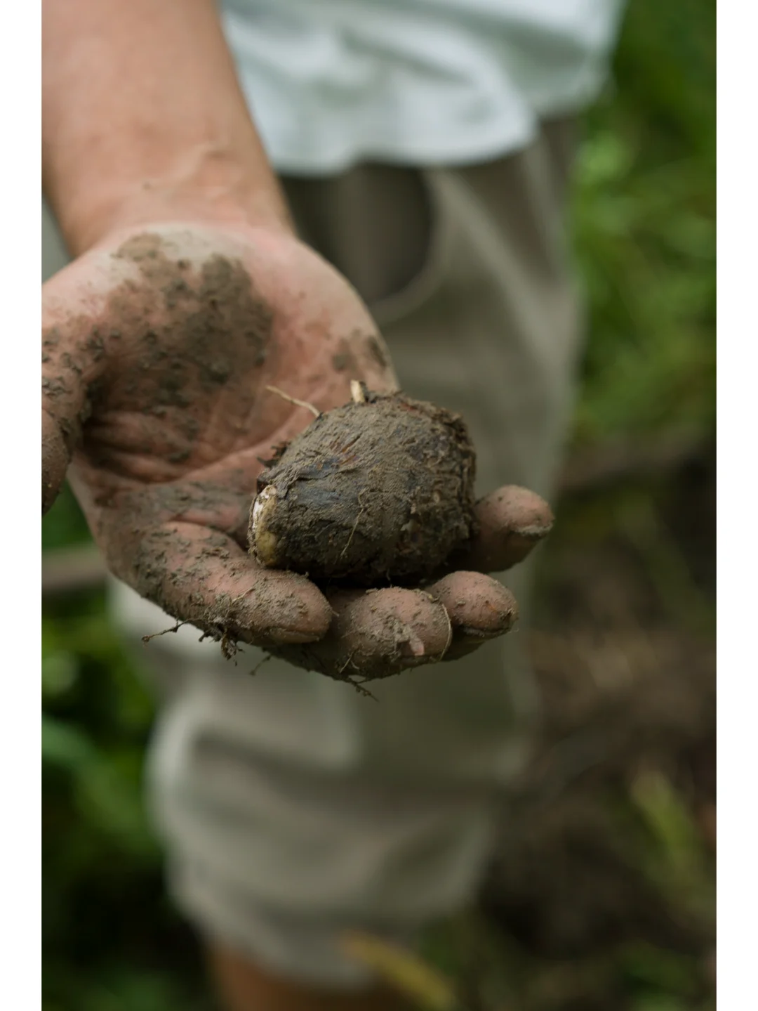 自然农法种出来的蔬菜，真正的纯天然无污染