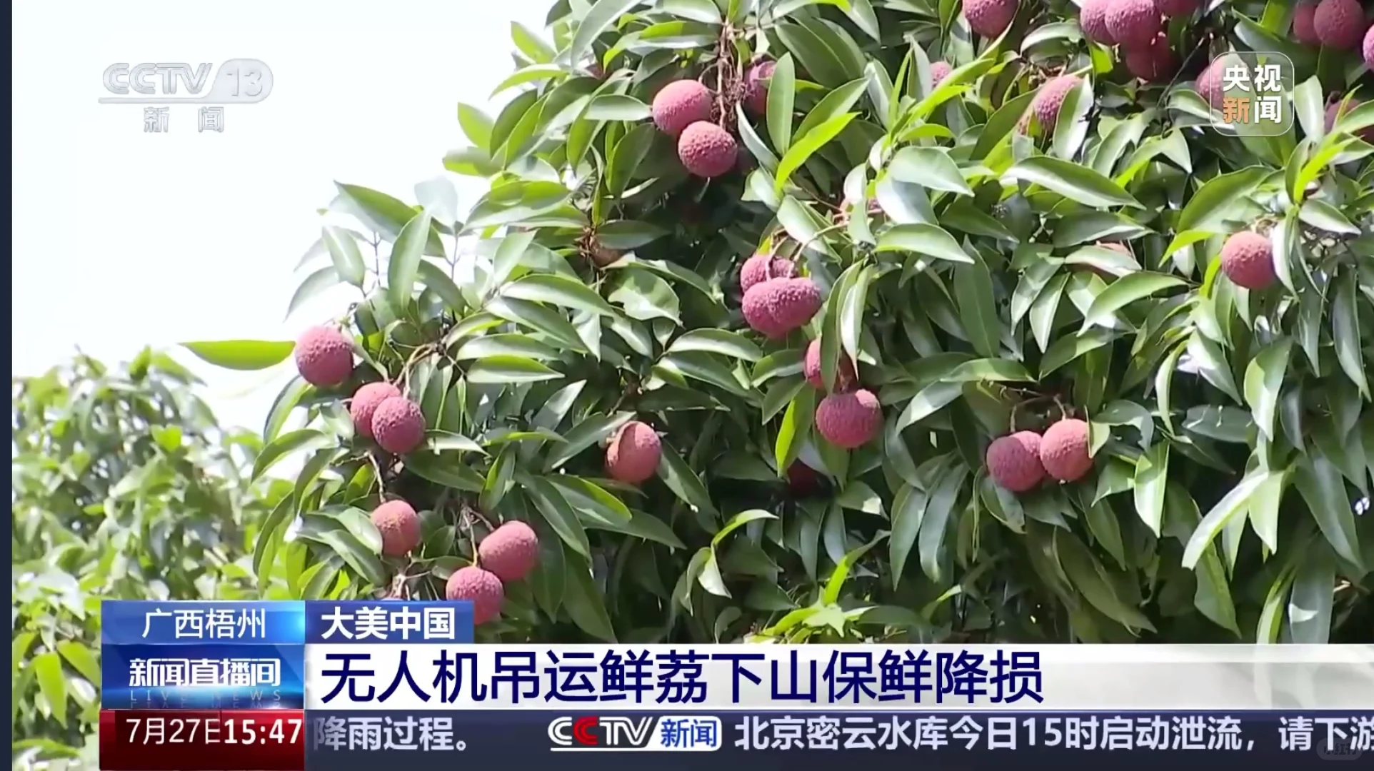 【地理热点】荔枝坐无人机下山?怒省80%