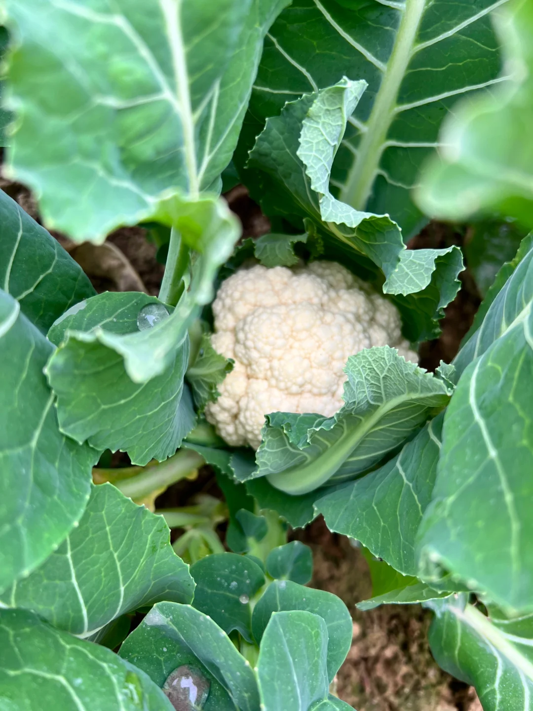 ?补上篇放不下图的冬季蔬菜?