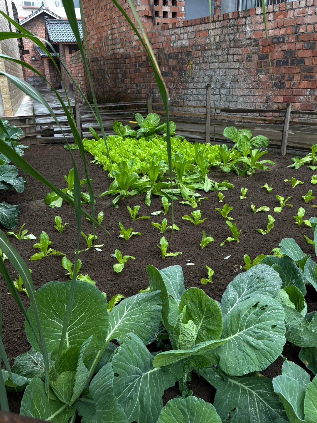 “天呐:永远没有一根杂草的菜地……”