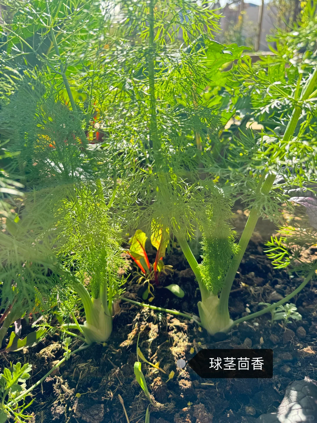 刷到什么学什么吧，教你认菜?