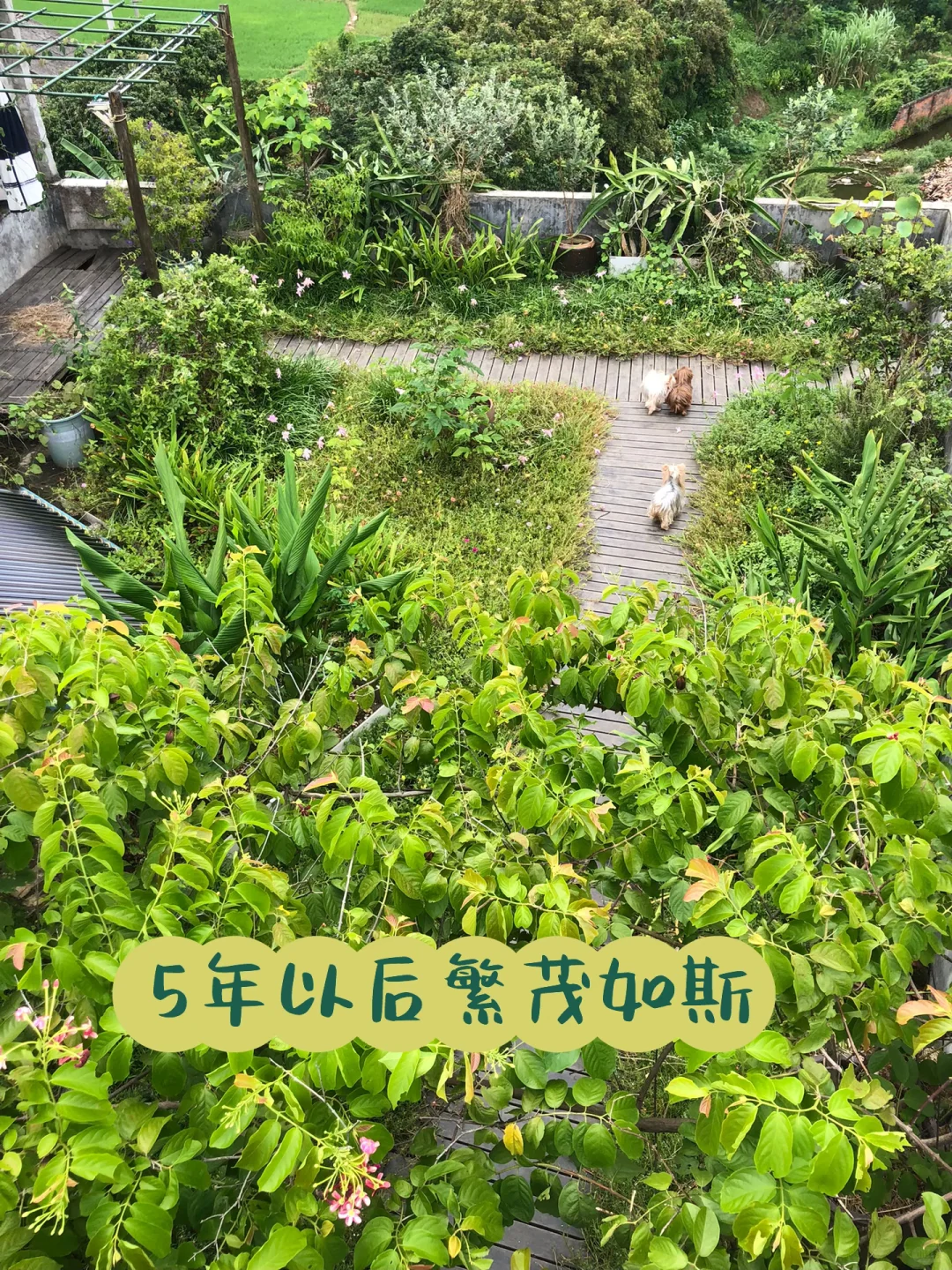 为了补漏防水隔热，我做了个楼顶花园