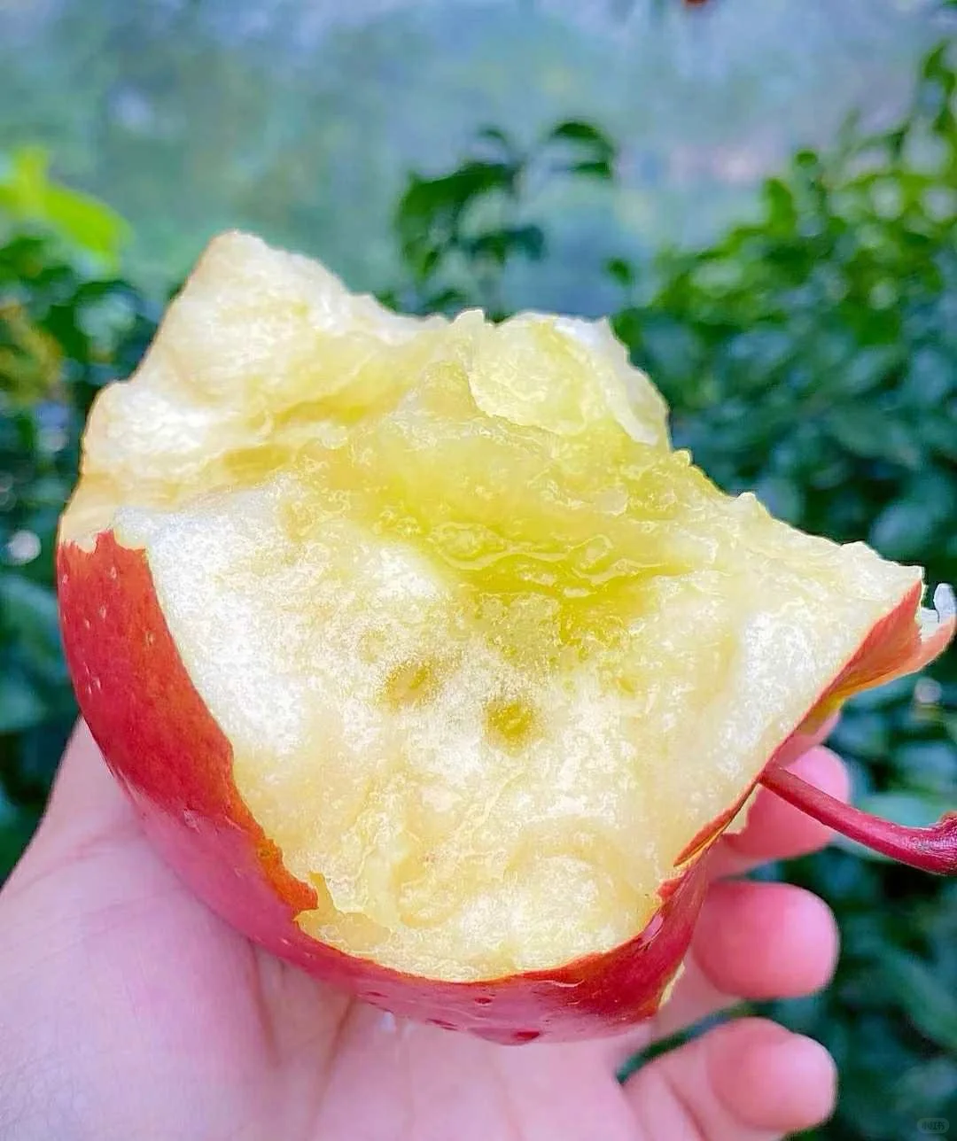 这苹果真的好漂亮啊！