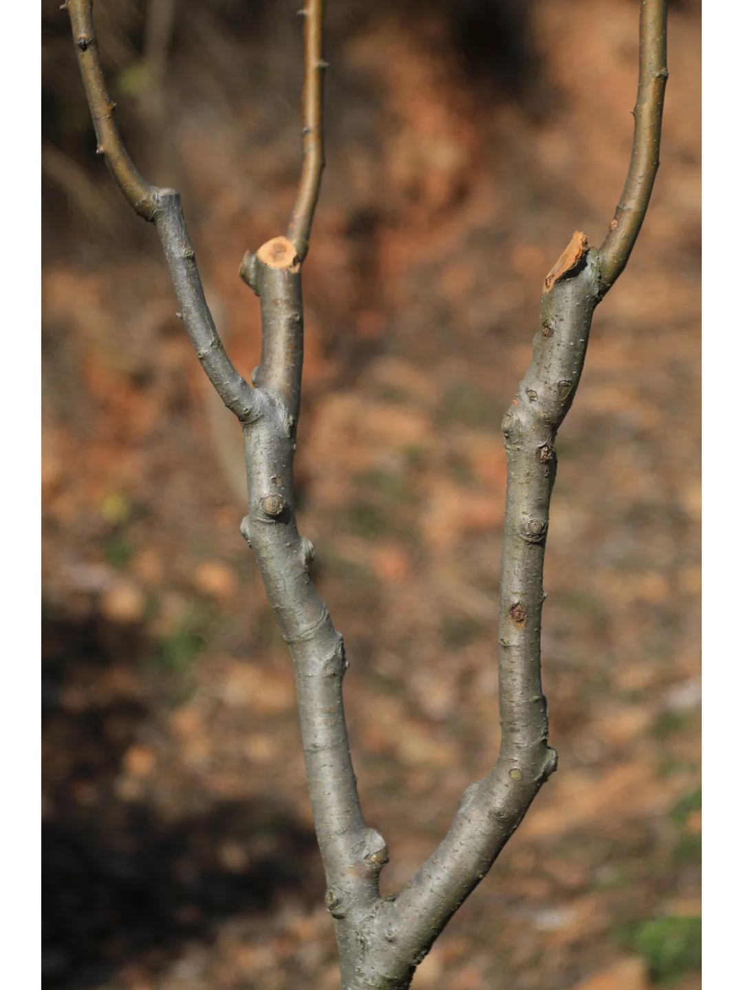 柯达EKTAR 100 3.5二代旁轴镜头,稀土玻璃