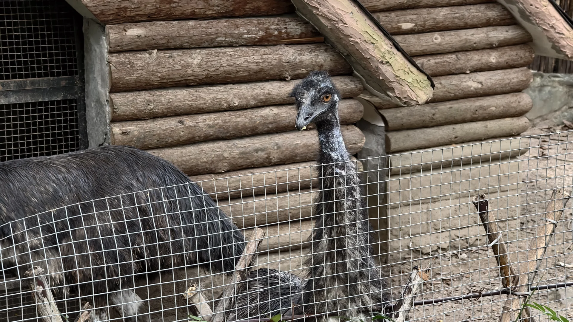 特种兵之杭州动物园