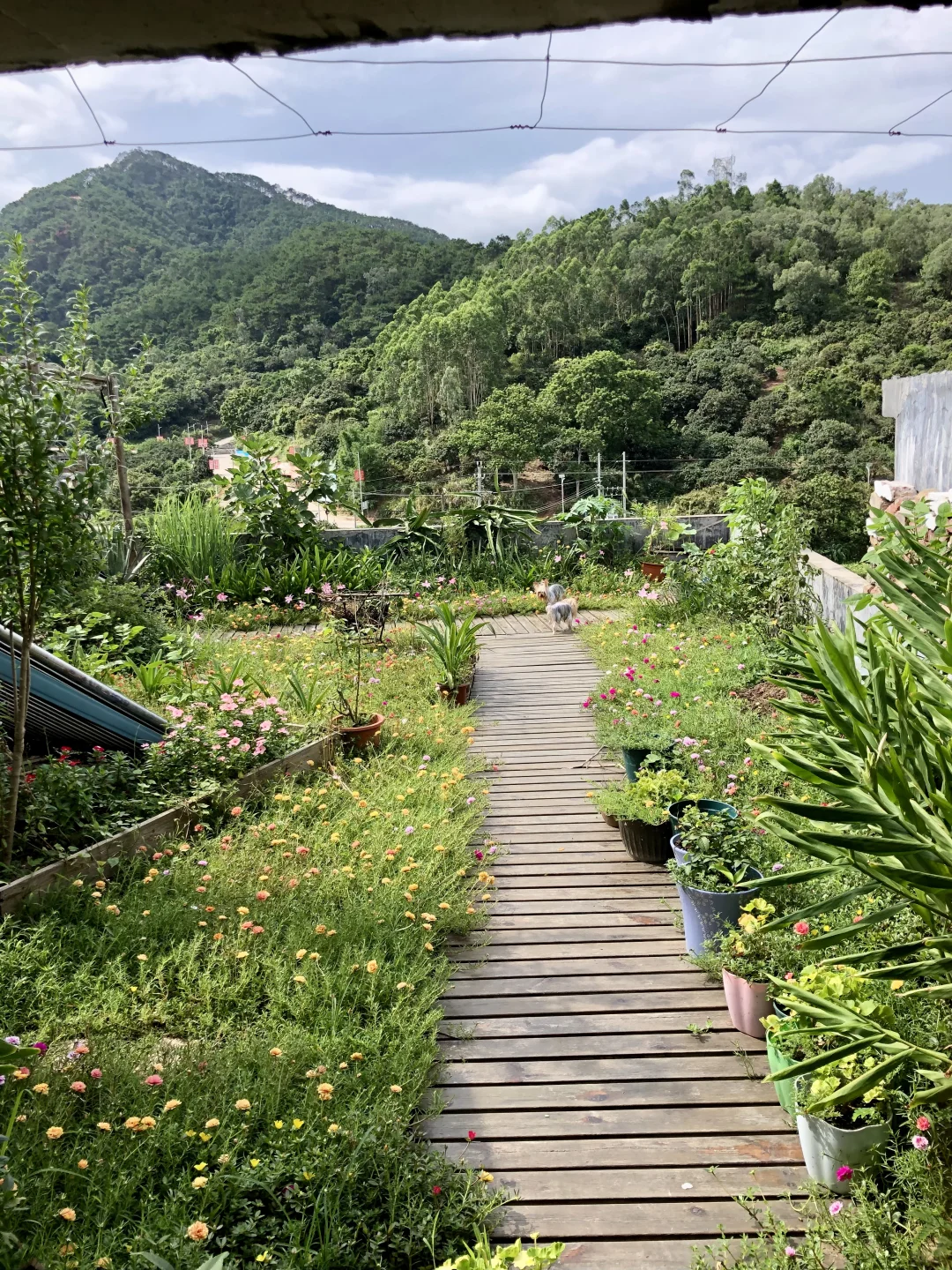 为了补漏防水隔热，我做了个楼顶花园