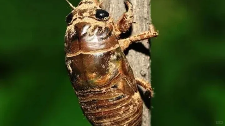 济南一村庄养知了猴预计年收入340万