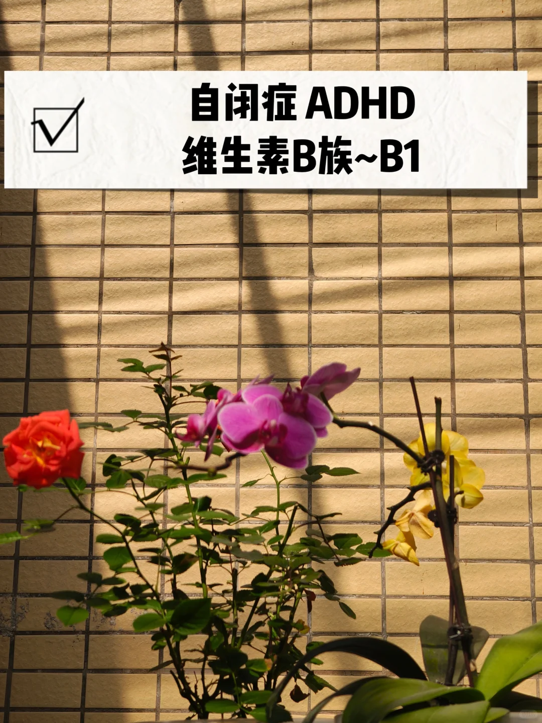 自闭症 ADHD 与维生素B族~B1
