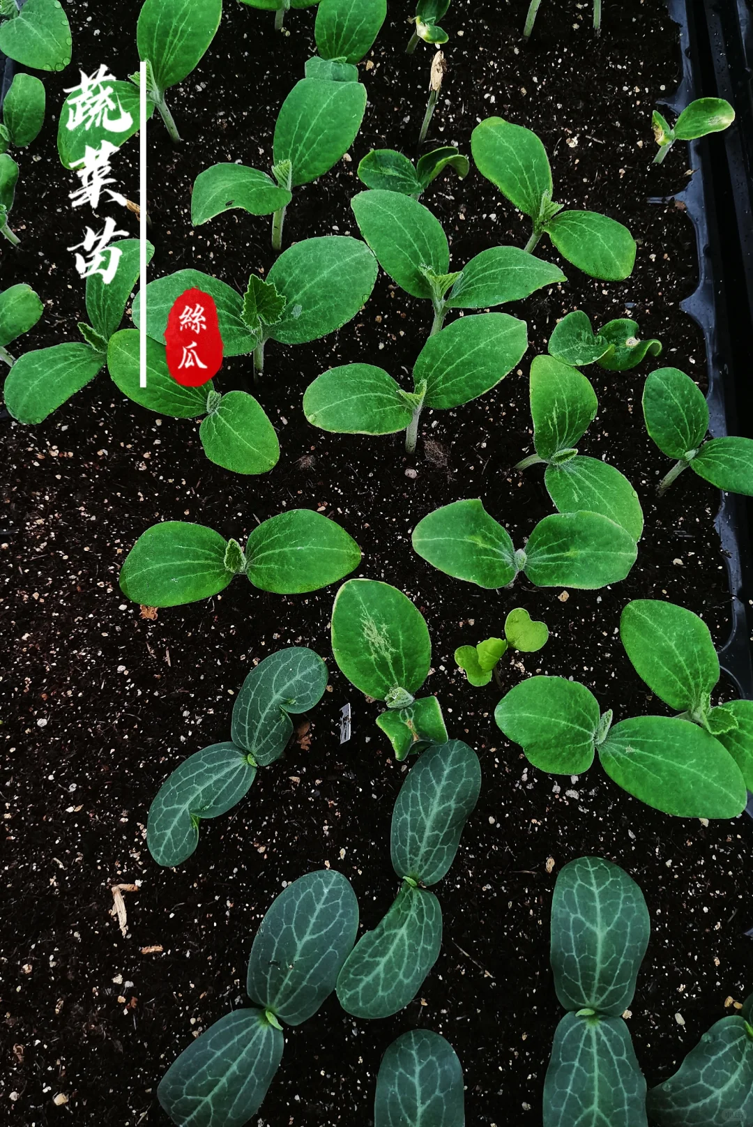 蔬菜苗合集，蔬菜种子播种十天后的样子！