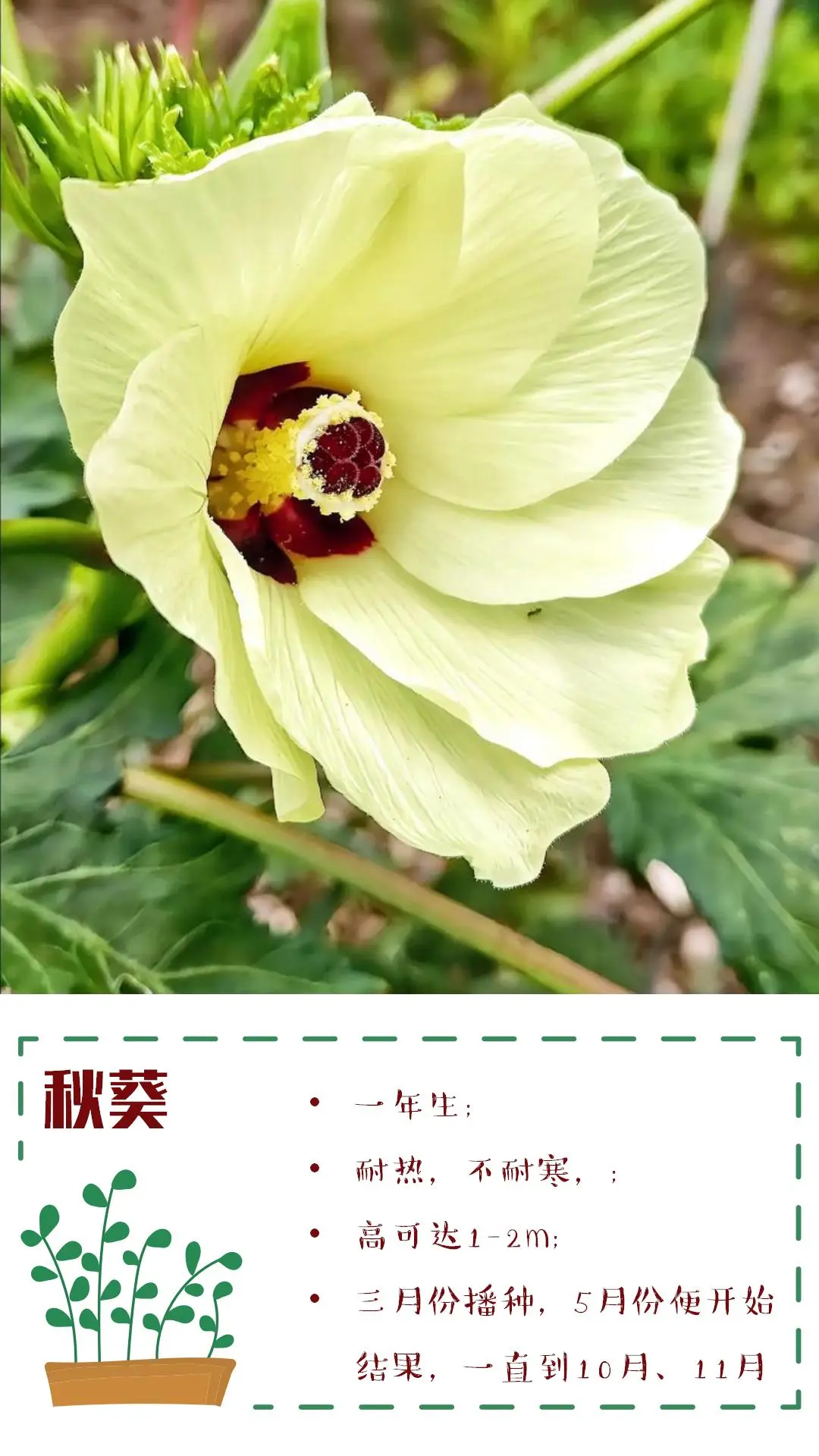 可食花园不可缺少的高颜值蔬菜