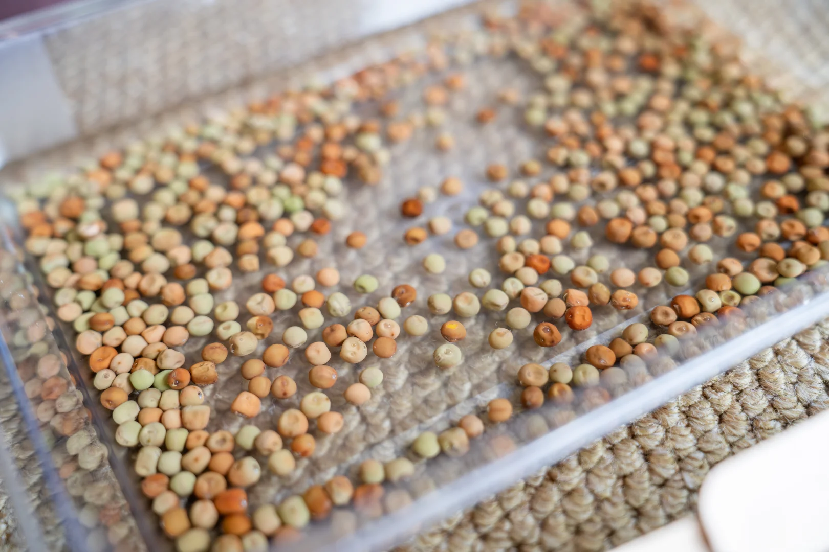 特别有趣的种植豆芽的小计划～