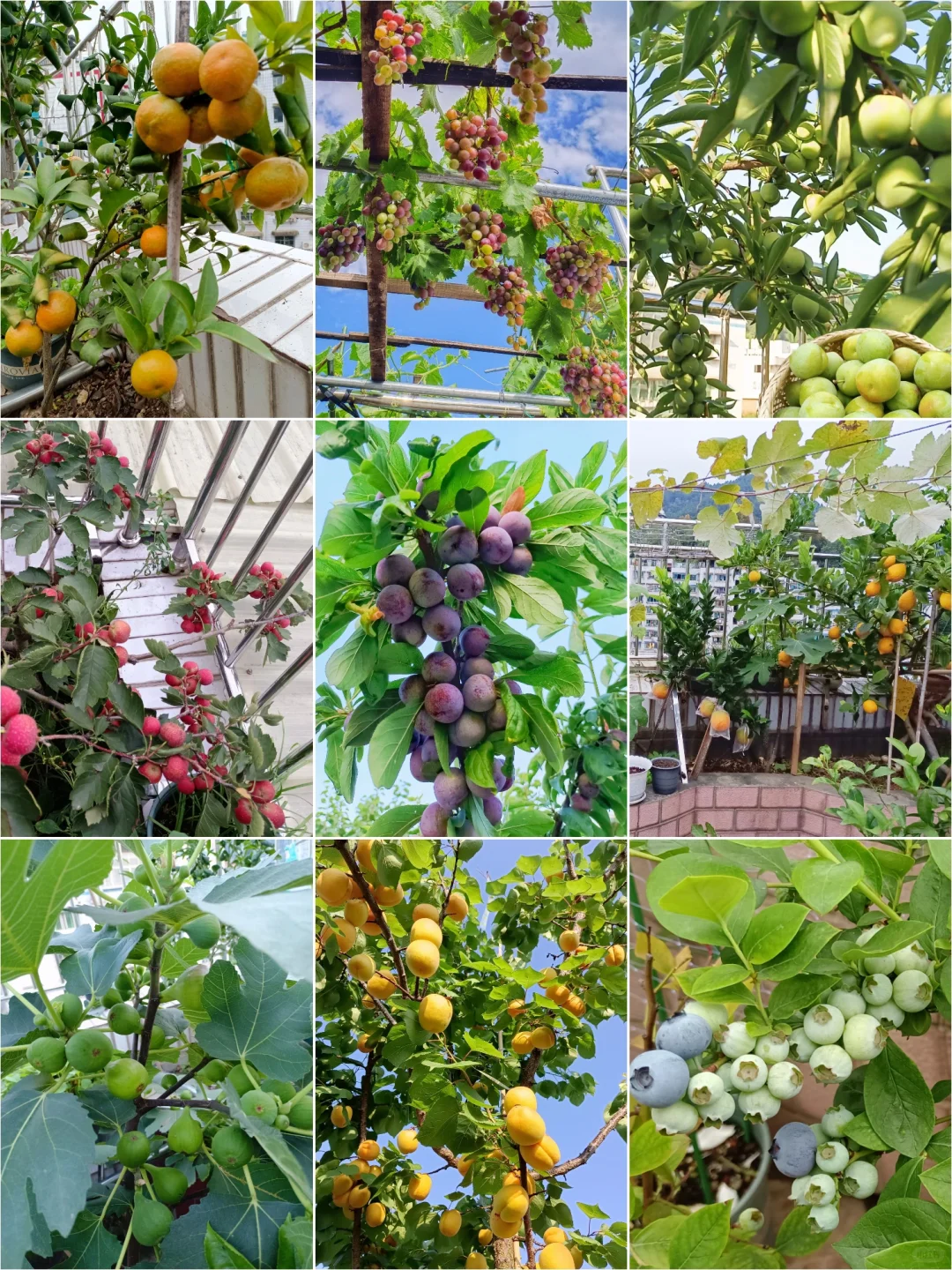 属于自己的小自然世界～我的楼顶果园