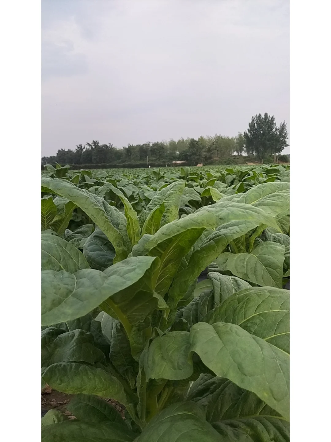 这种农作物，十人九不知，尤其是城市人！