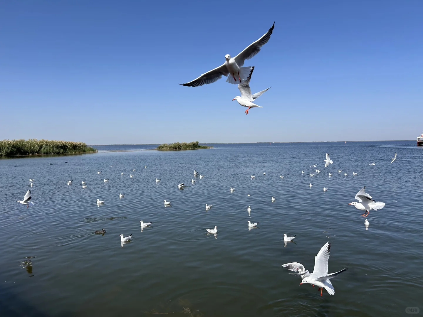 乌梁素海(内蒙·巴彦淖尔·乌拉特前旗)