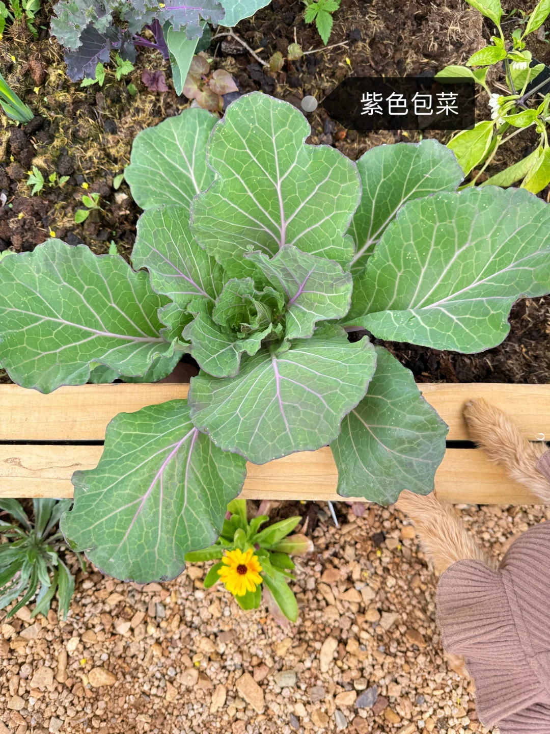 刷到什么学什么吧，教你认菜?