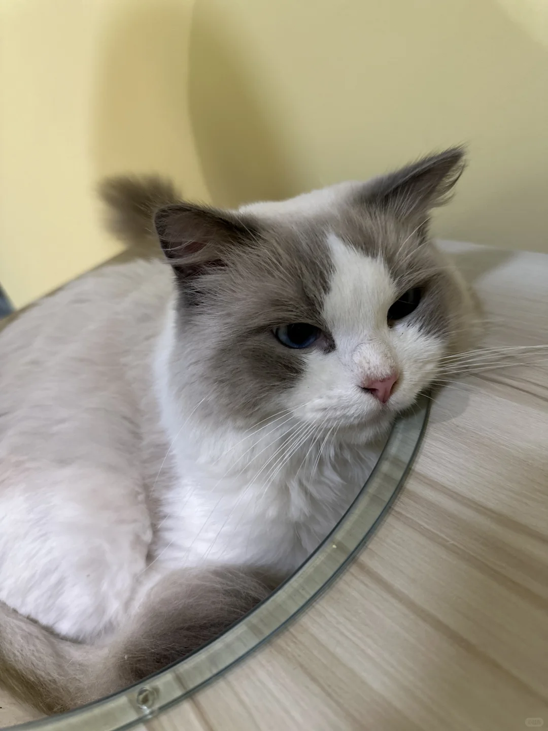 一家宠物店 求货源