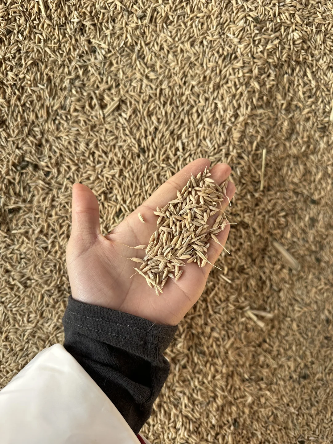 00后回村创业卖家乡东北大米⛳️