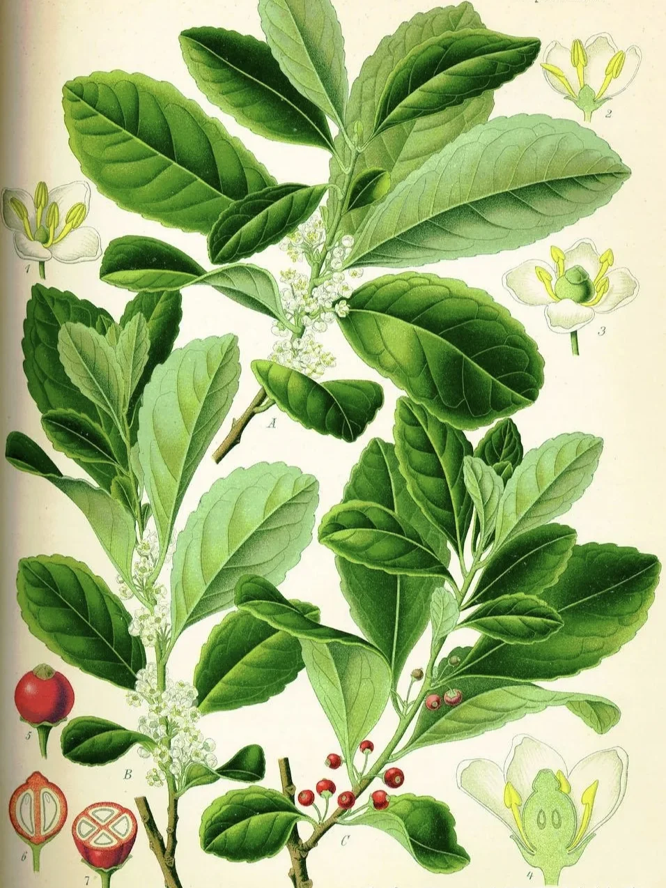 梅西续命的马黛茶，来自这棵冬青！