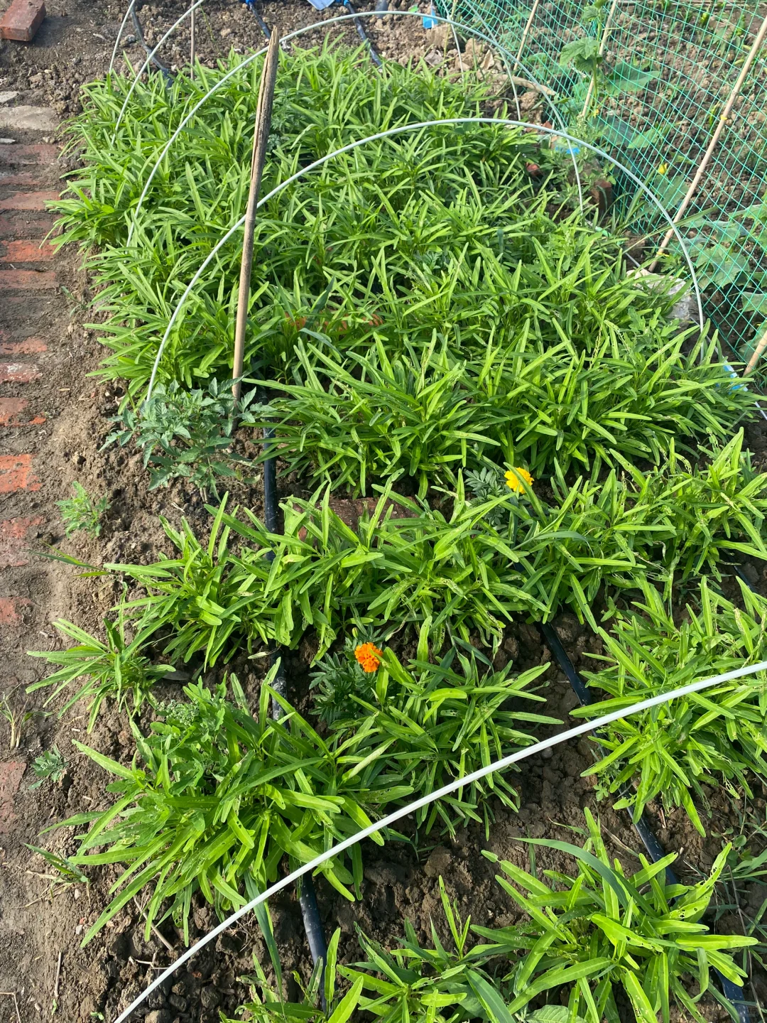 自己动手！小菜园太阳能自动滴灌系统！