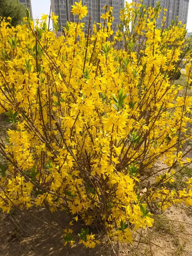 元梦之星农场赏析萤草8小时经济作物连翘