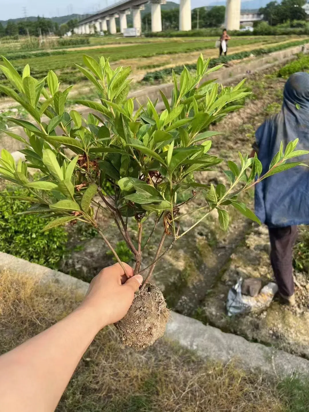 ?【宁波绿化苗木供应商】?