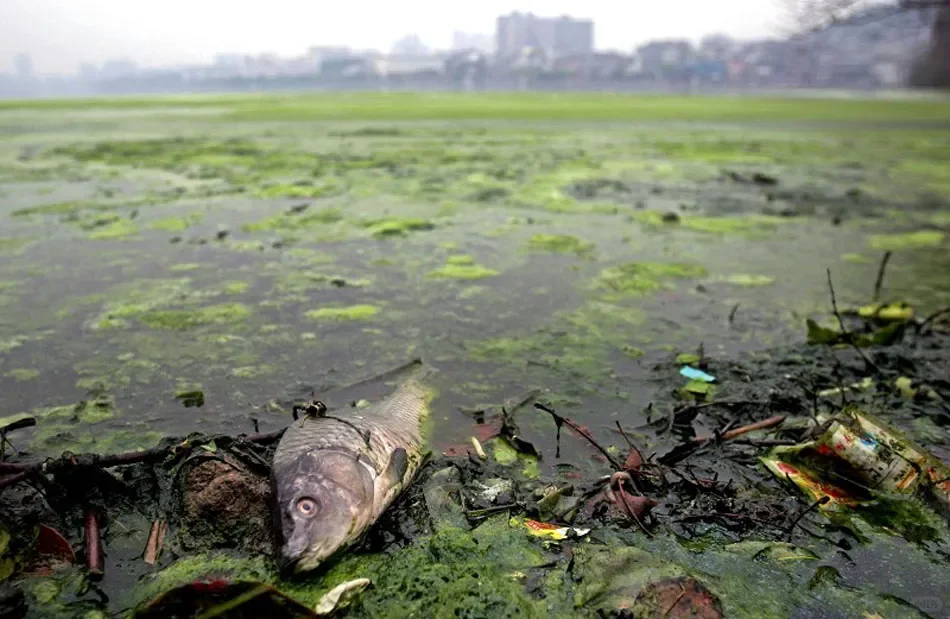 ?? 水污染真相大揭秘!