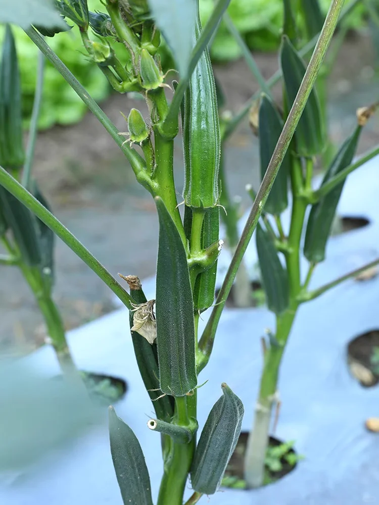 芒种后，这些夏季作物要抓紧种，错过等一年