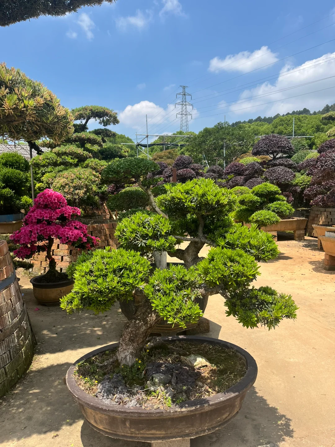 给业主挑树要花费很长时间精力