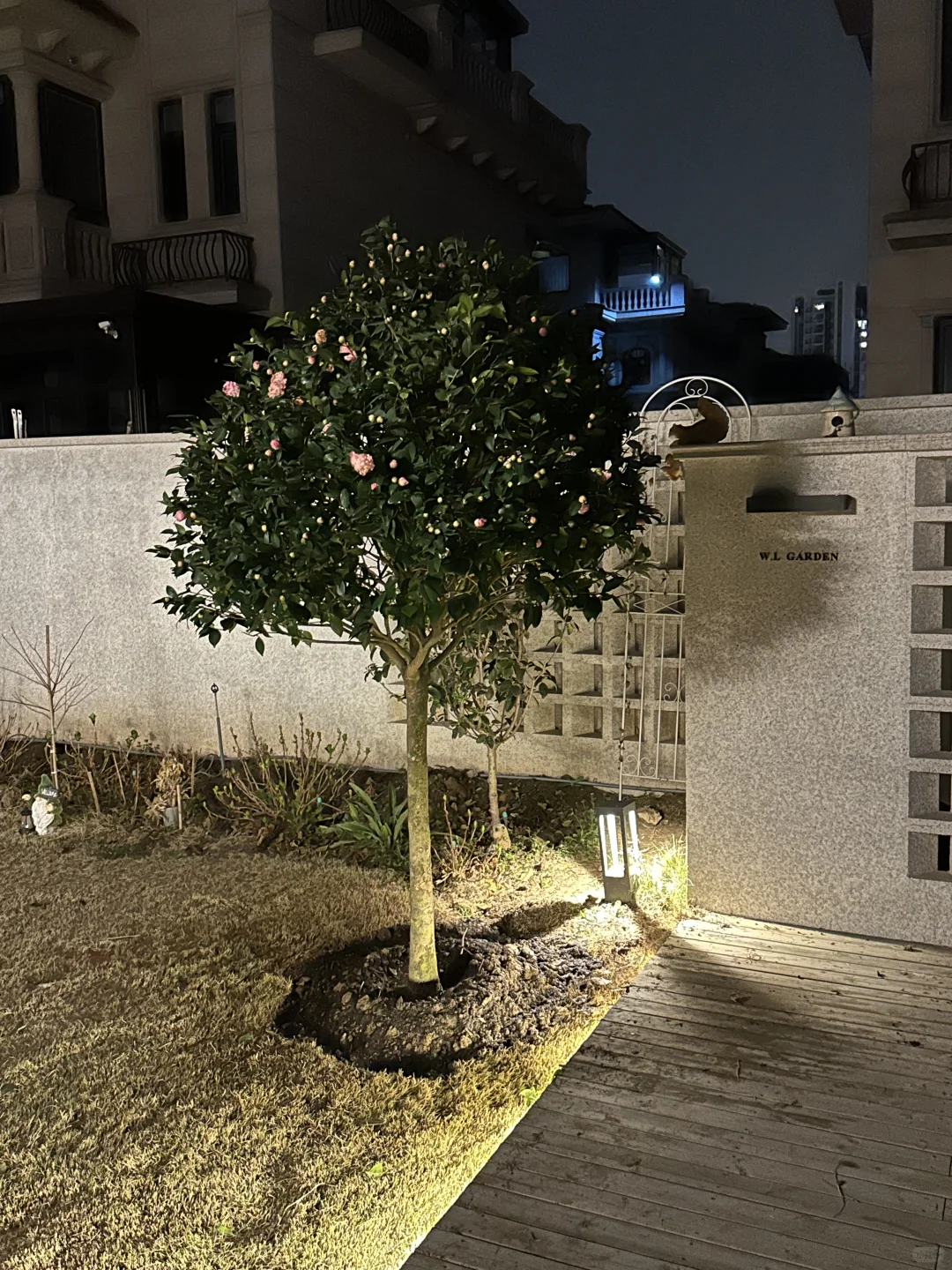 院子新添新成员：茶花树